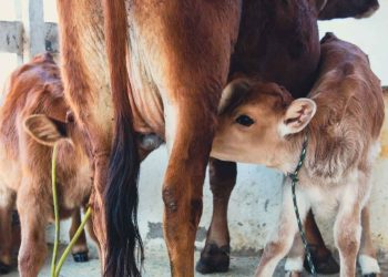 İnek İkiz Doğurursa