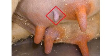 İneklerde Fazla Meme Ucu