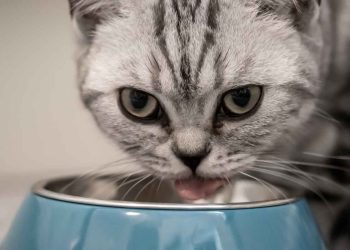 Kedi Mamalarındaki Kaloriler Neden Önemlidir?