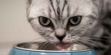 Kedi Mamalarındaki Kaloriler Neden Önemlidir?