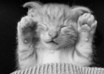 Kediler Yavru Kedileri Neden Öldürür?