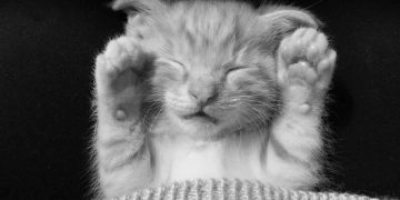 Kediler Yavru Kedileri Neden Öldürür?