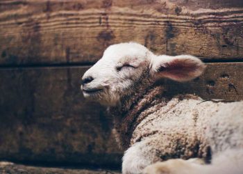 Kuzularda Hipotermi ve Hipoglisemik Koma