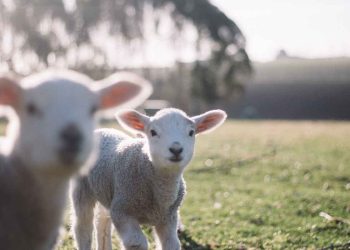 Kuzularda Neonatal Hastalıklarda Hazırlayıcı Faktörler
