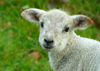 Kuzularda Süt Emme Devresinde Sindirim Enzimleri