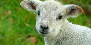 Kuzularda Süt Emme Devresinde Sindirim Enzimleri