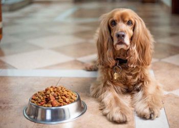 Rotasyonel Besleme Köpeğiniz İçin Doğru mu?