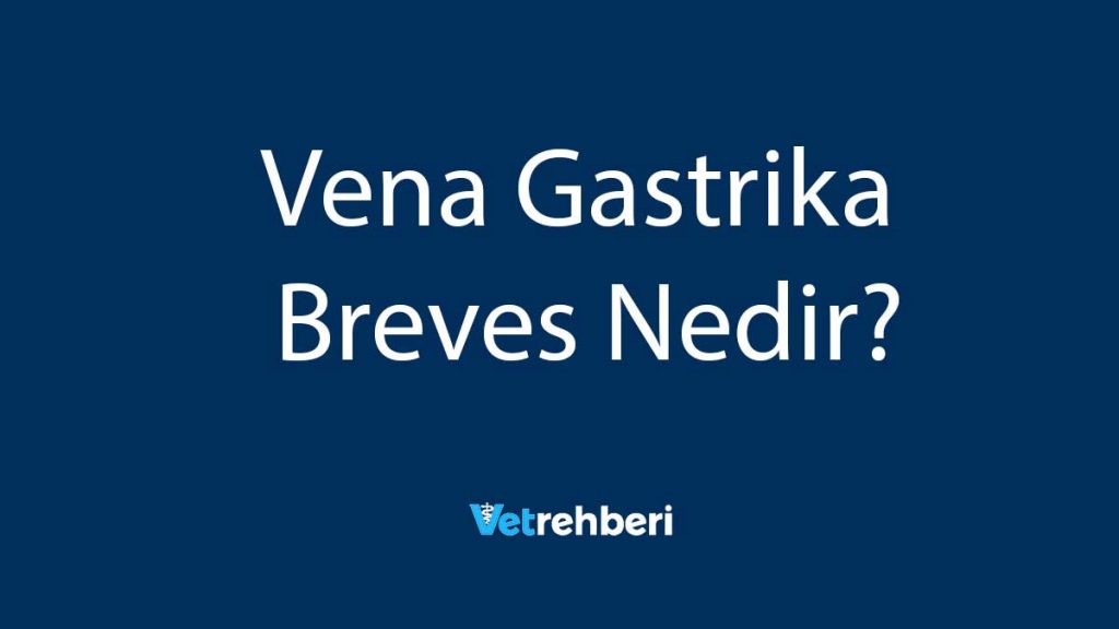 Vena Gastrika Breves Nedir?