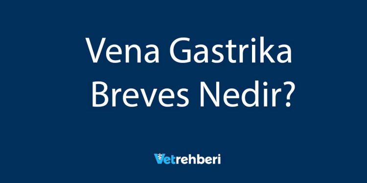 Vena Gastrika Breves Nedir?