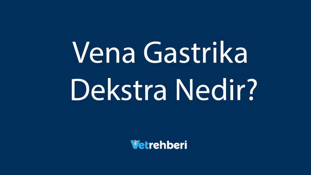 Vena Gastrika Dekstra Nedir?