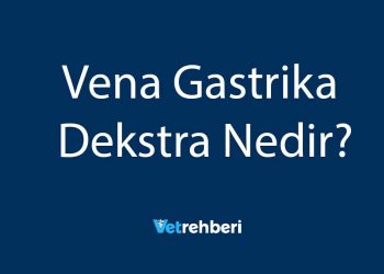 Vena Gastrika Dekstra Nedir?