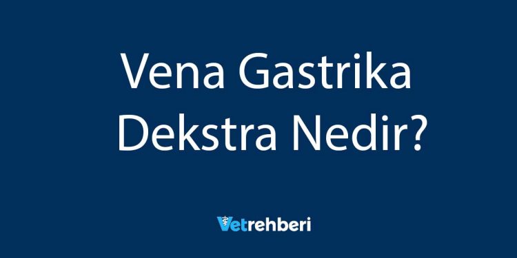 Vena Gastrika Dekstra Nedir?