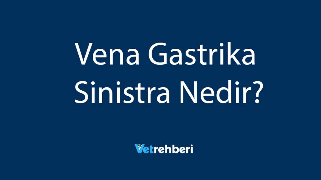 Vena Gastrika Sinistra Nedir?