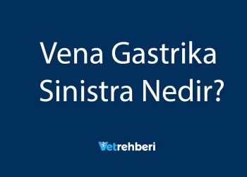 Vena Gastrika Sinistra Nedir?