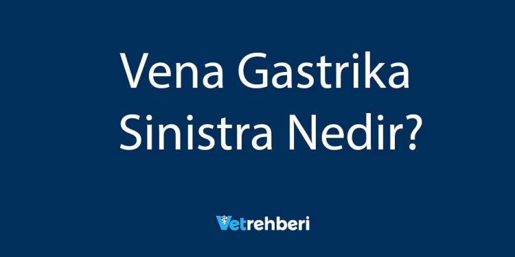 Vena Gastrika Sinistra Nedir?