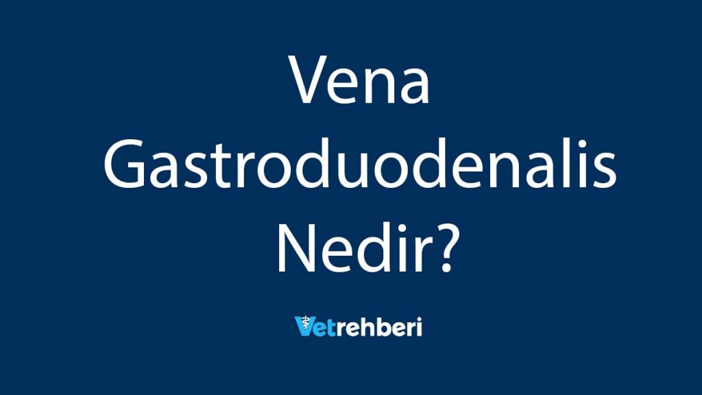 Vena Gastroduodenalis Nedir?