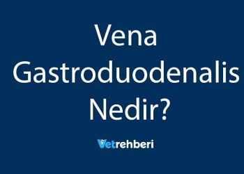 Vena Gastroduodenalis Nedir?