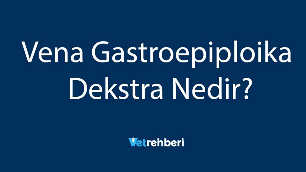 Vena Gastroepiploika Dekstra Nedir?