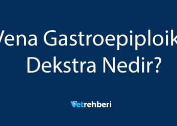 Vena Gastroepiploika Dekstra Nedir?