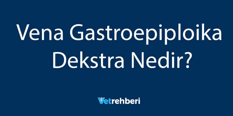 Vena Gastroepiploika Dekstra Nedir?