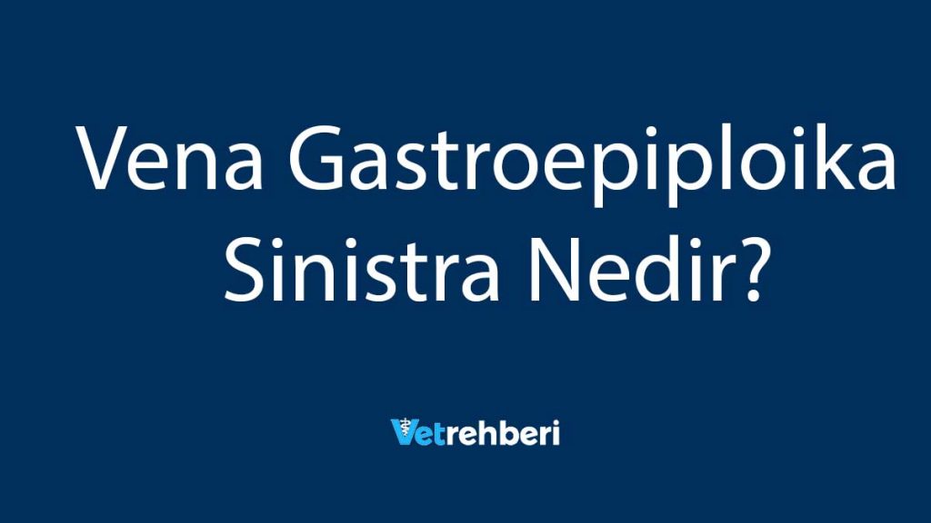 Vena Gastroepiploika Sinistra Nedir?