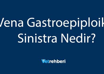 Vena Gastroepiploika Sinistra Nedir?