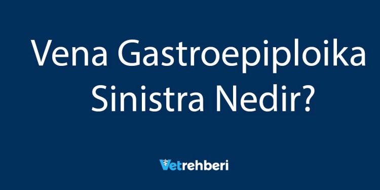 Vena Gastroepiploika Sinistra Nedir?