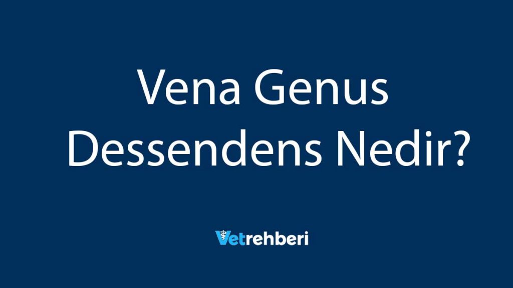 Vena Genus Dessendens Nedir?