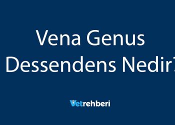 Vena Genus Dessendens Nedir?
