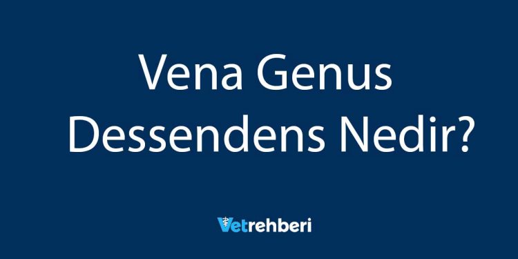 Vena Genus Dessendens Nedir?