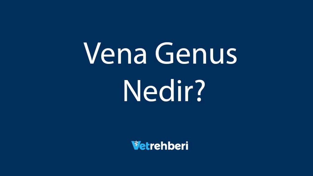 Vena Genus Nedir?