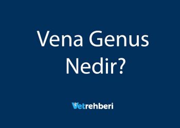 Vena Genus Nedir?