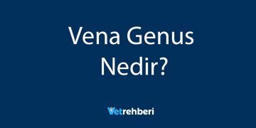 Vena Genus Nedir?
