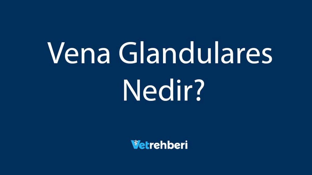 Vena Glandulares Nedir?