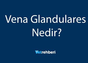 Vena Glandulares Nedir?