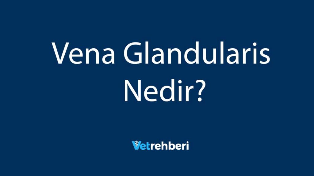 Vena Glandularis Nedir?