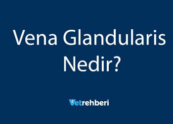 Vena Glandularis Nedir?