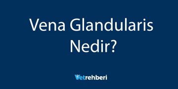Vena Glandularis Nedir?