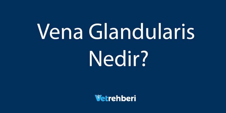 Vena Glandularis Nedir?