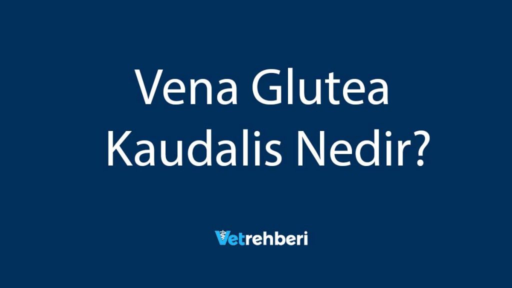 Vena Glutea Kaudalis Nedir?