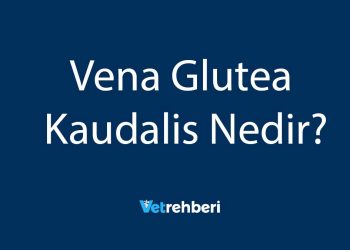 Vena Glutea Kaudalis Nedir?