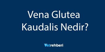 Vena Glutea Kaudalis Nedir?