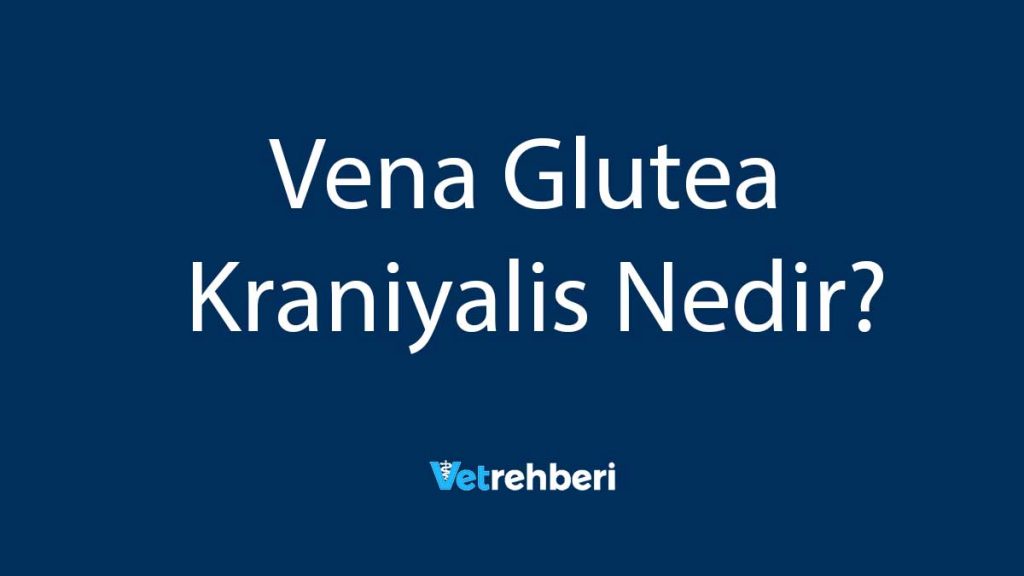 Vena Glutea Kraniyalis Nedir?