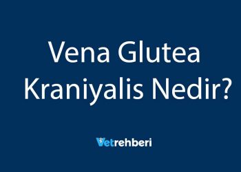 Vena Glutea Kraniyalis Nedir?