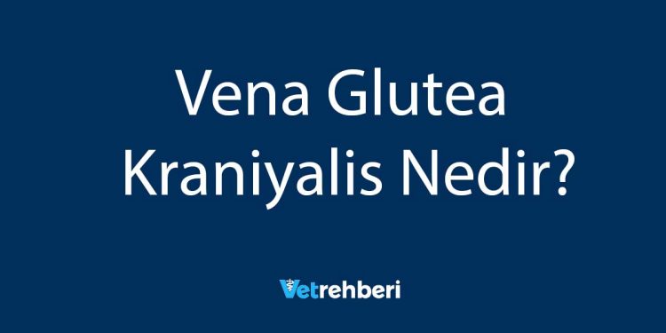 Vena Glutea Kraniyalis Nedir?