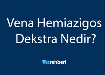 Vena Hemiazigos Dekstra Nedir?