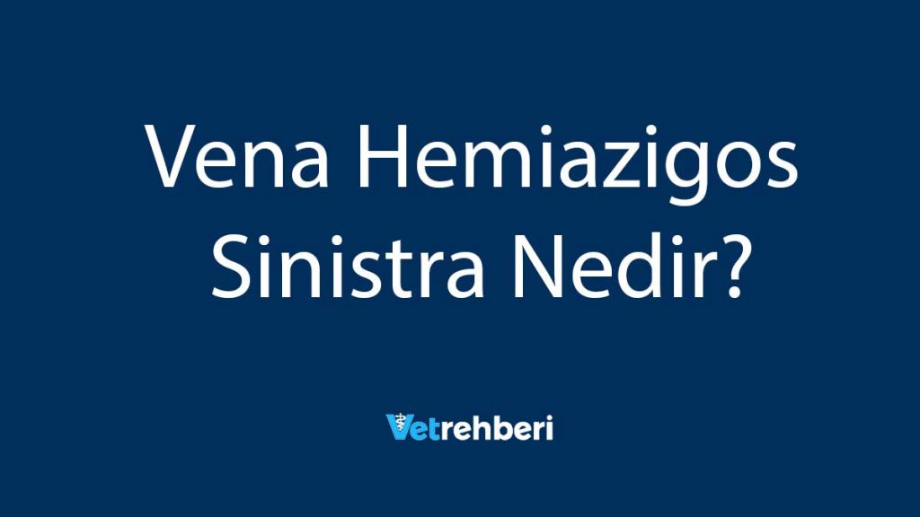 Vena Hemiazigos Sinistra Nedir?