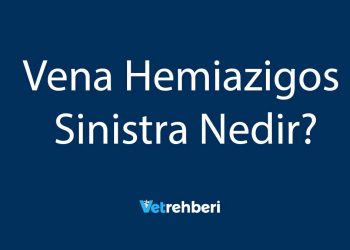 Vena Hemiazigos Sinistra Nedir?