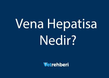 Vena Hepatisa Nedir?