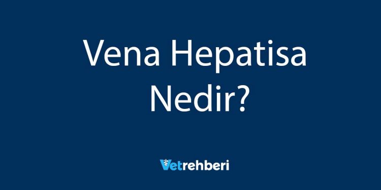 Vena Hepatisa Nedir?